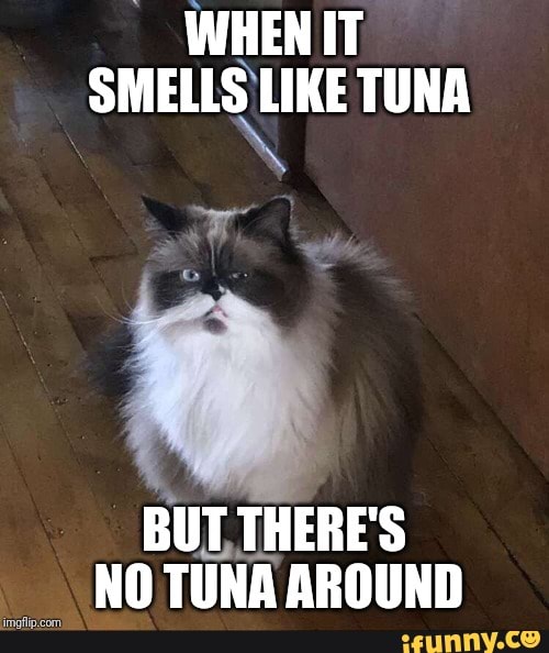 Meet Oscar I Made Him Into A Meme WHEN IT SMELLS LIKE TUNA BUT