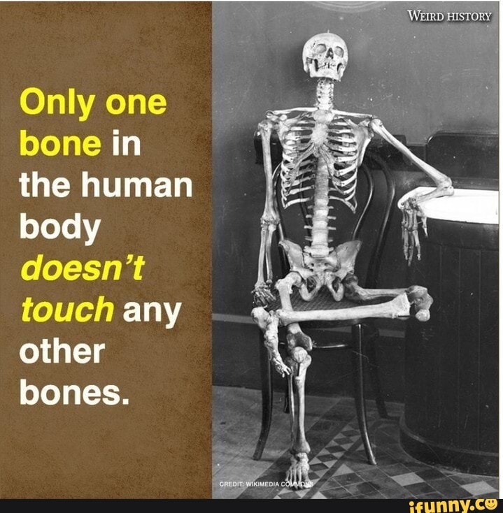 Only One Bone In The Human Body Doesn T Touch Any Other Bones Ifunny