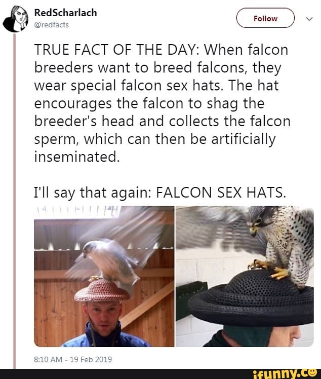 when falcon breeders want to breed falcons, they wear special