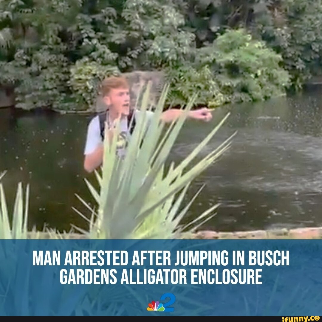 Fy Man Arrested After Jumping In Busch Gardens Alligator Enclosure Ale