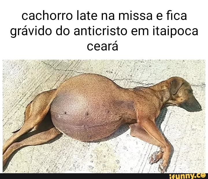 Cachorro late na missa e fica grávido do anticristo em itaipoca ceará