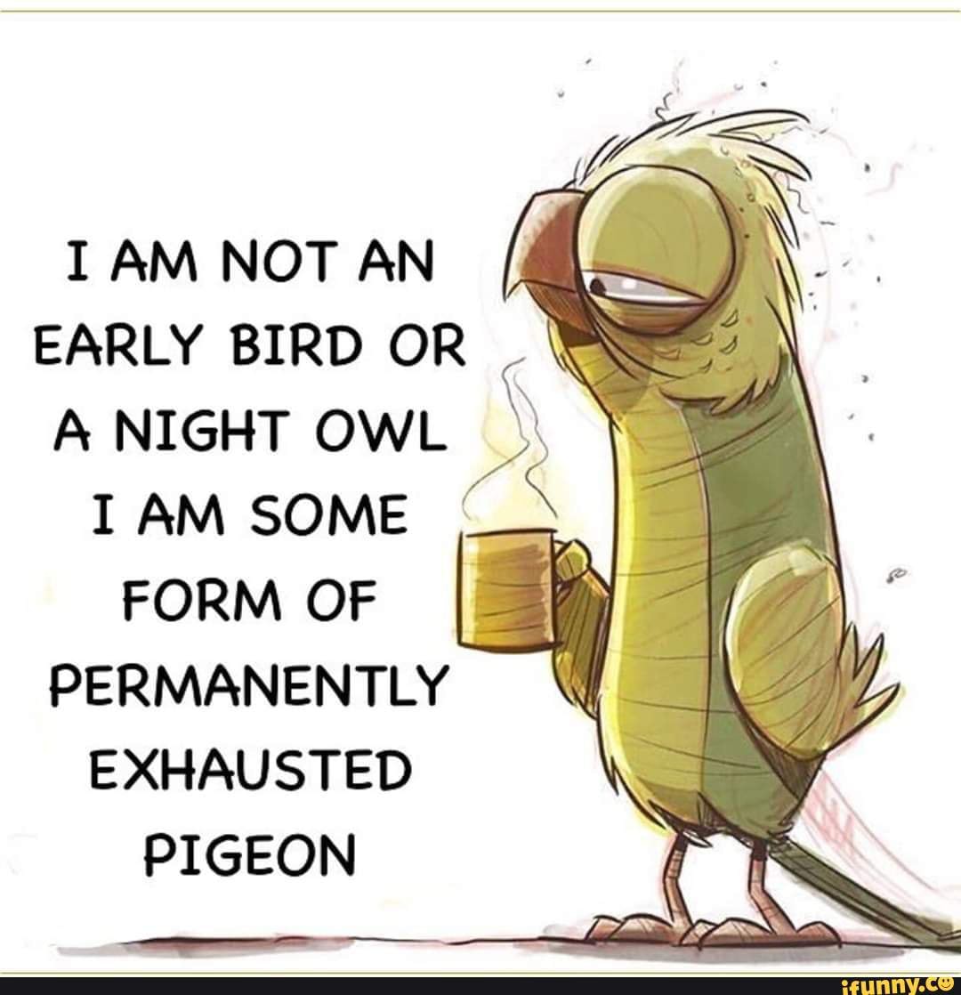 i am not an early bird or a night owl y i am some form of