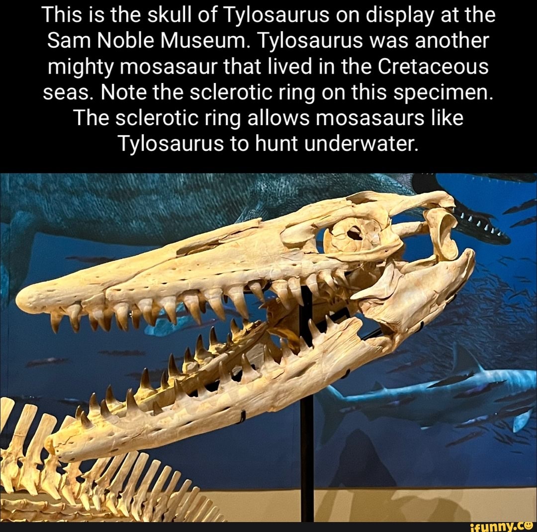 This Is The Skull Of Tylosaurus On Display At The Sam Noble Museum