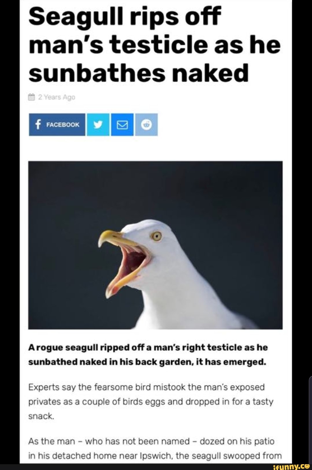 Seagull Rips Off Man S Testicle As He Sunbathes Naked Arogue Seagull