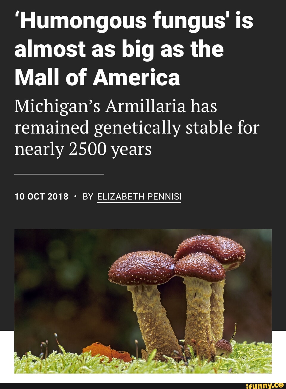 Humongous Fungus Is Almost As Big As The Mall Of America Michigan S