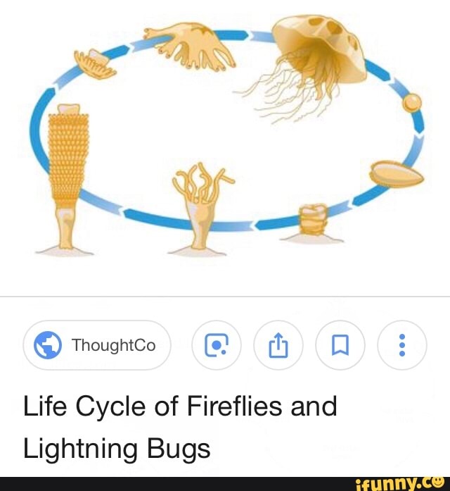 Life Cycle Of Fireflies And Lightning Bugs Ifunny