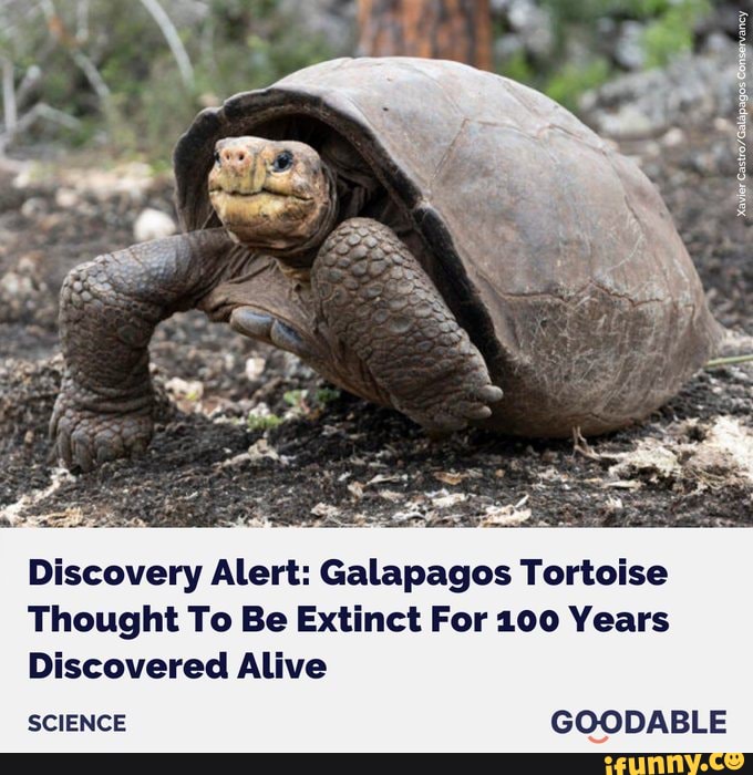 Discovery Alert Galapagos Tortoise Thought To Be Extinct For 100 Years