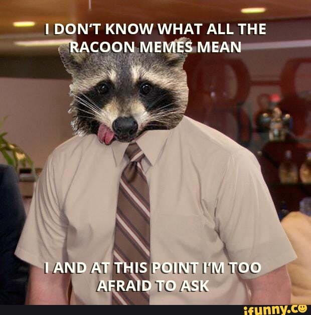 Don T Know What All The Racoon Memes Mean And At This Point I M Too