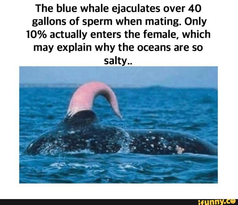 The Blue Whale Ejaculates Over Gallons Of Sperm When Mating Only