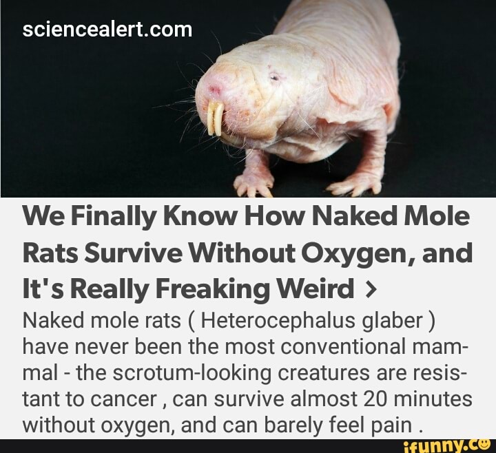 We Finally Know How Naked Mole Rats Survive Without Oxygen And It S