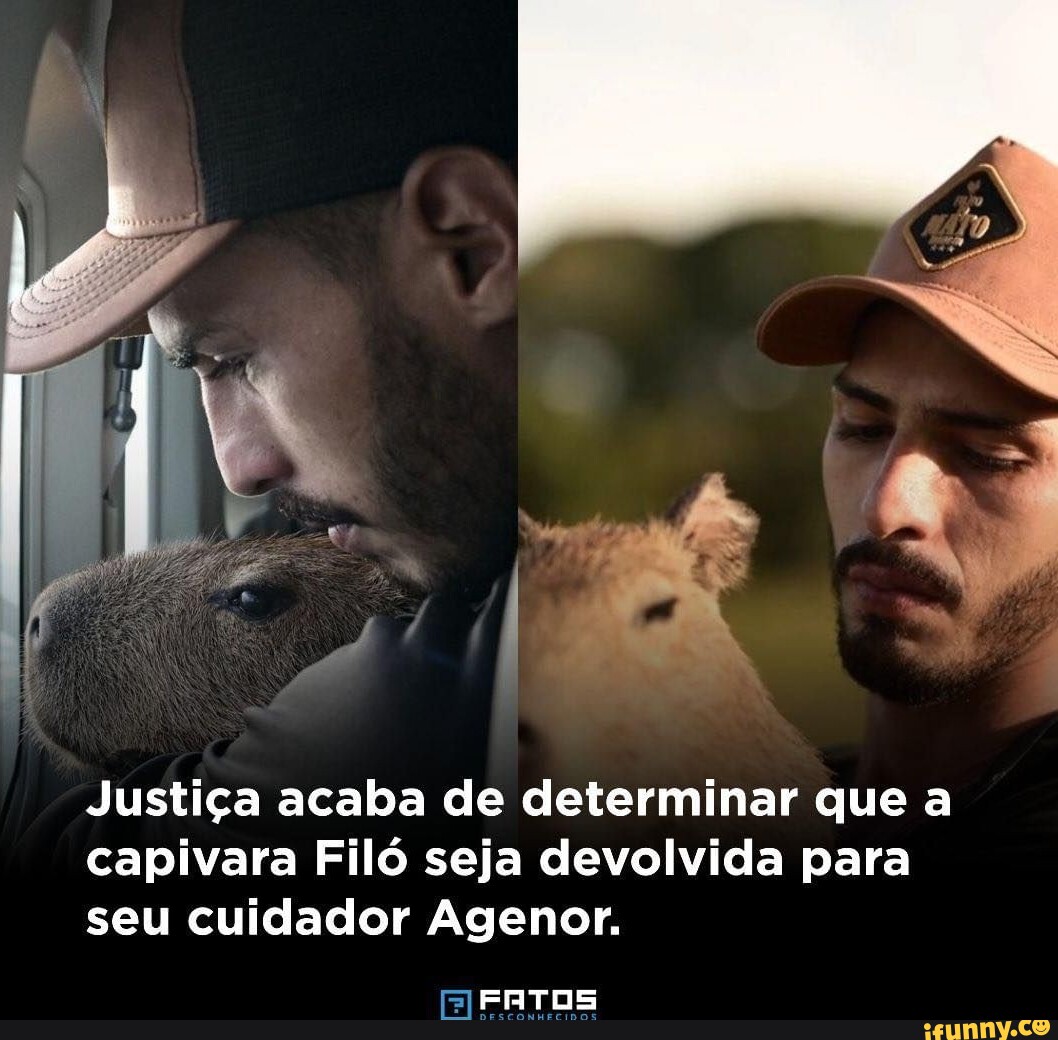 Justi A Acaba De Determinar Que A Capivara Fil Seja Devolvida Para Seu