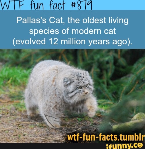 Tun Tact Palias S Cat The Oldest Living Species Of Modern Cat Evolved