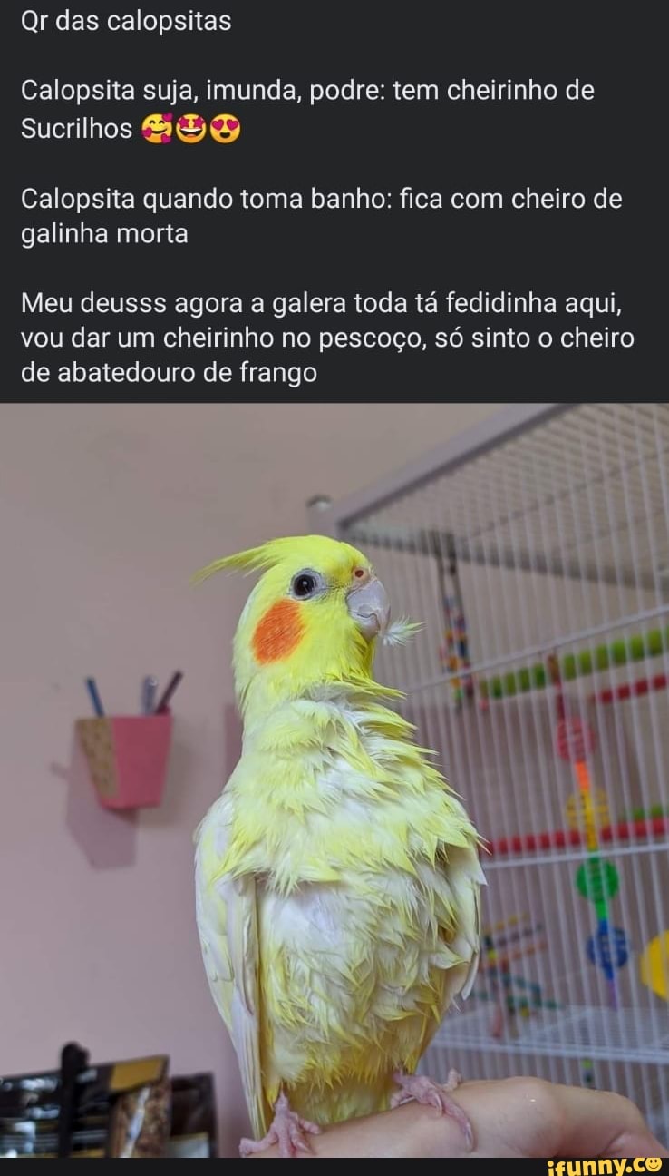 Qr Das Calopsitas Calopsita Suja Imunda Podre Tem Cheirinho De