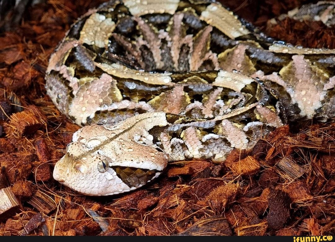 Gaboonviper Memes Best Collection Of Funny Gaboonviper Pictures On Ifunny