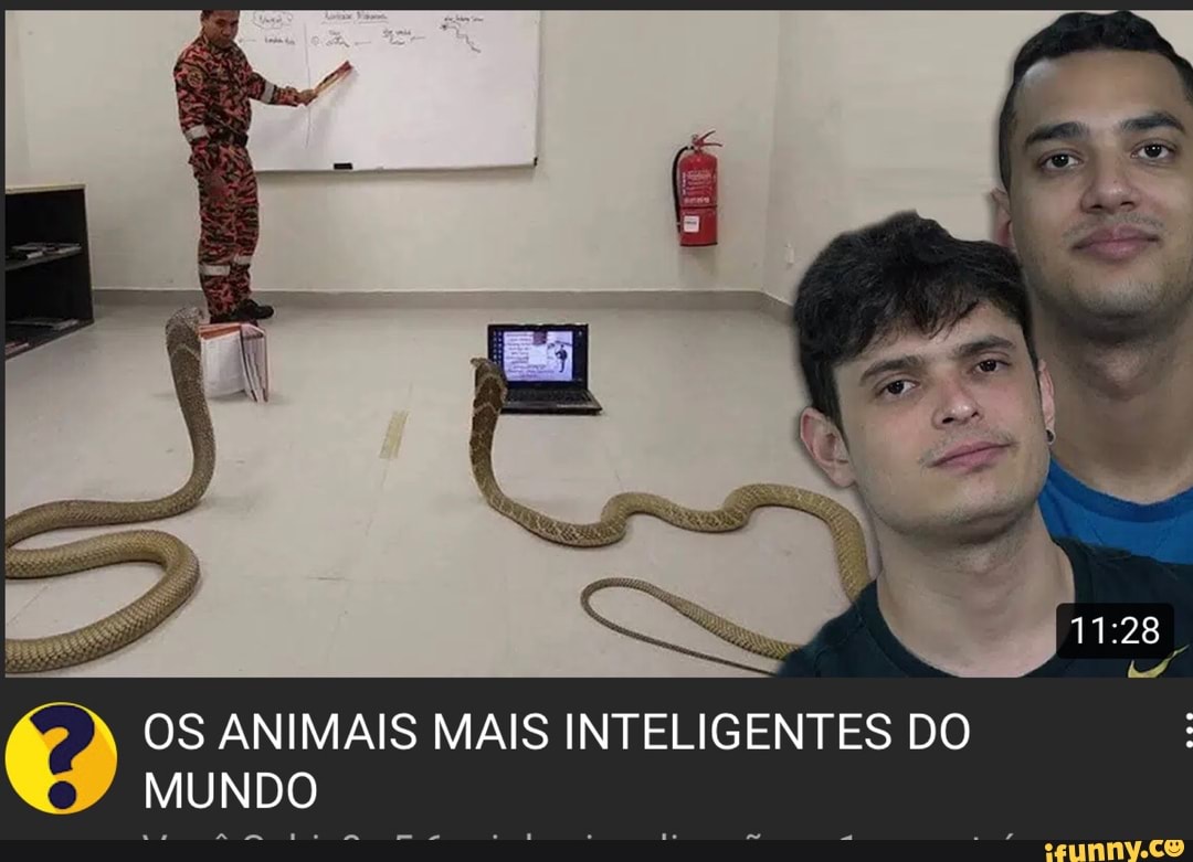 Os Animais Mais Inteligentes Do Mundo Ifunny Brazil