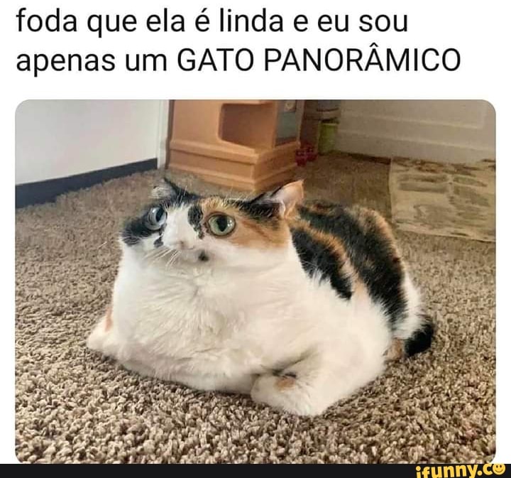 Foda Que Ela Linda E Eu Sou Apenas Um Gato Panor Mico