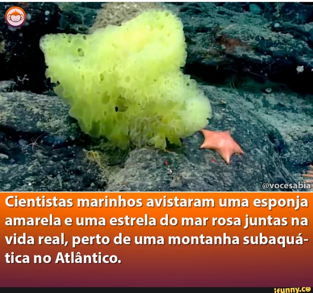 Cientistas Marinhos Avistaram Uma Esponja Amarela E Uma Estrela Do Mar