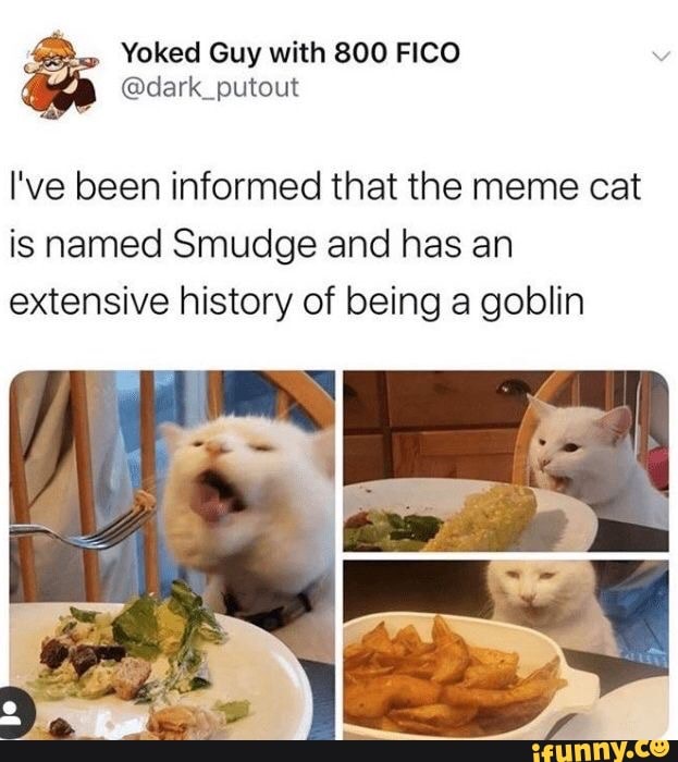 800 fico i"ve been informed that the meme cat is named smudge