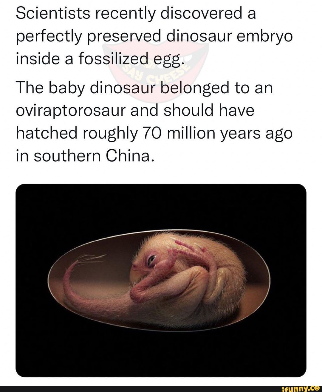 Scientists Recently Discovered A Perfectly Preserved Dinosaur Embryo