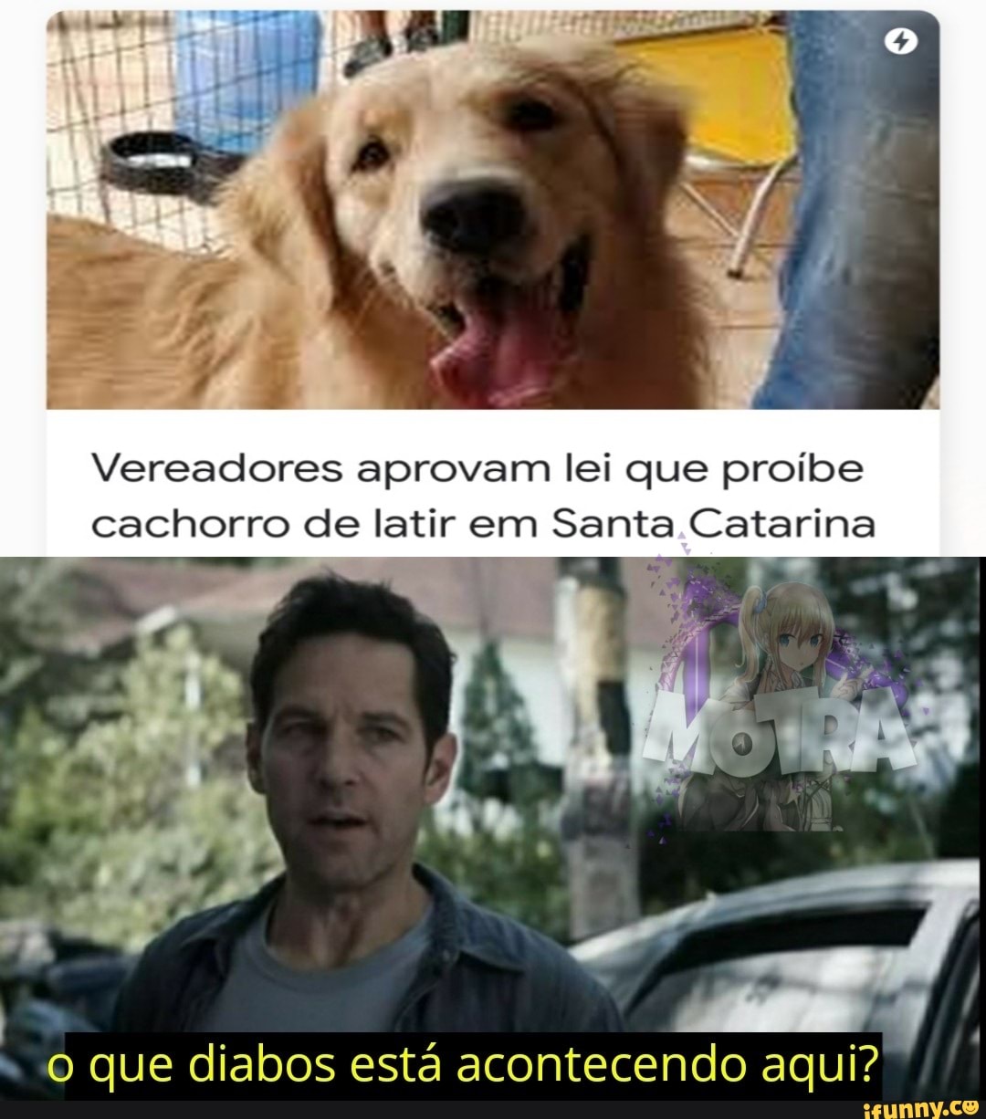 Vereadores aprovam lei que proíbe cachorro de latir em Santa Catarina o