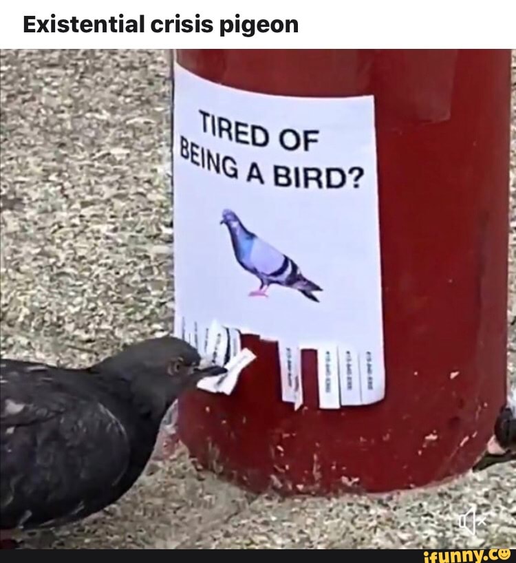 existential crisis pigeon