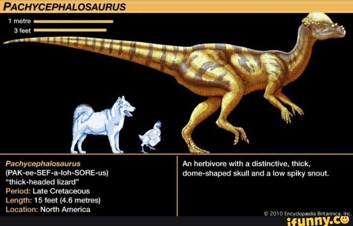 PACHYCEPHALOSAURUS Pachycephalosaurus An Herbivore With A Distinctive