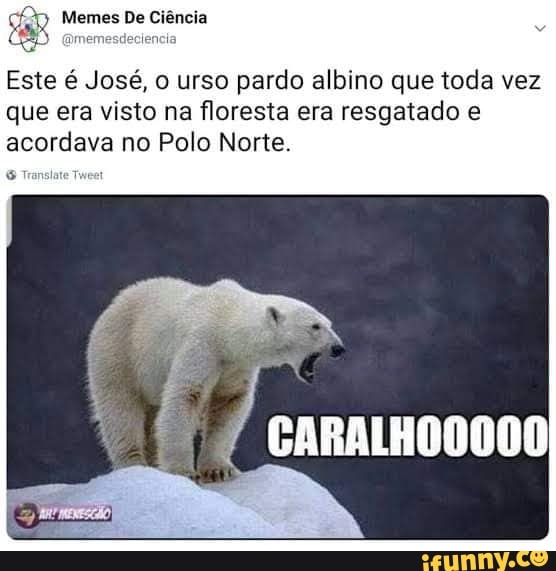 Memes De Ci Ncia Este Jos O Urso Pardo Albino Que Toda Vez Que Era