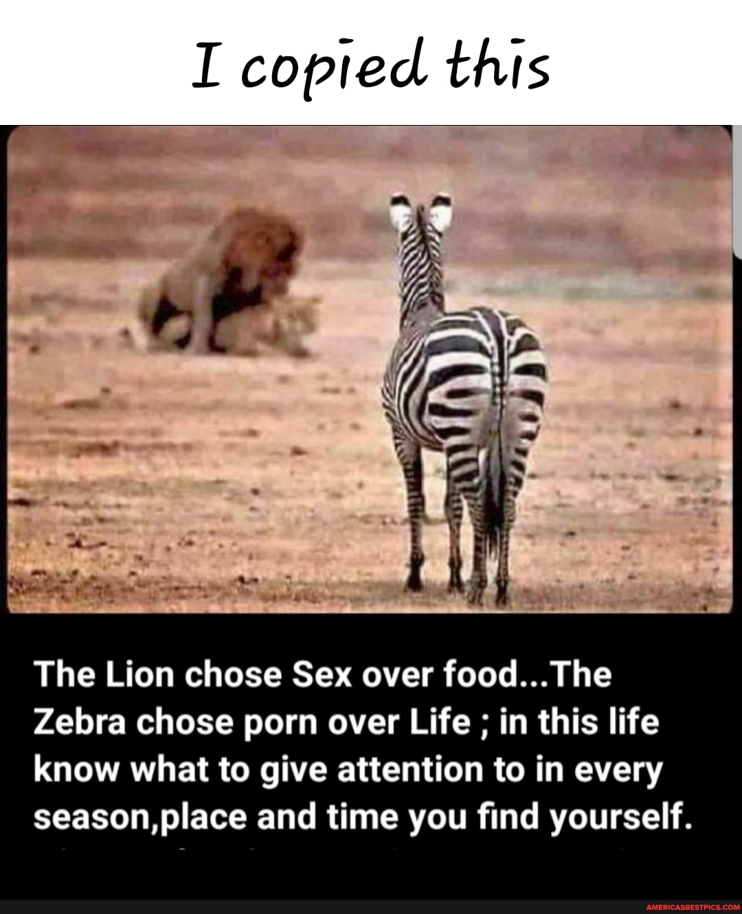 Zibr Sex - Copied this The Lion chose Sex over food... The Zebra chose porn over Life  in this life know what to give attention to in every season,place and time  you find yourself. -