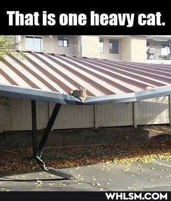 That is one heavy cat.
at.