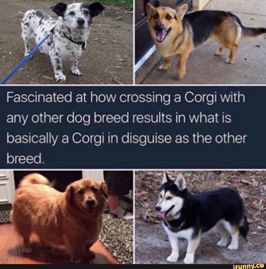 Fascinated at how crossing a Corgi with
any other dog breed results in what is
basically a Corgi in disguise as the other
breed.
