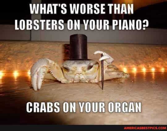 WHAT'S WORSE THAN LOBSTERS YOUR PIANO?
CRABS ON YOUR ORGAN