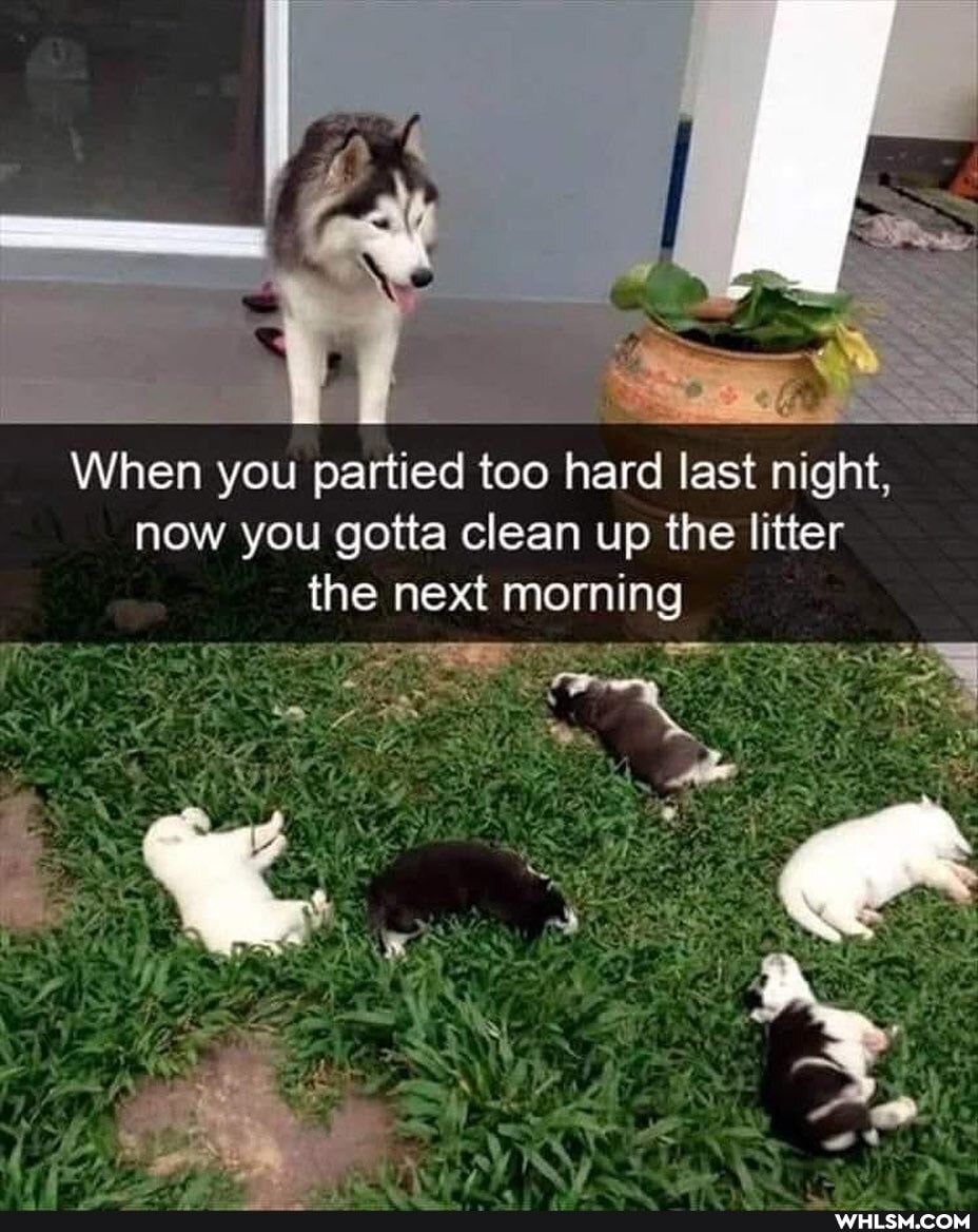 When you partied too hard last night,
last night, now you gotta clean up the litter
the next morning