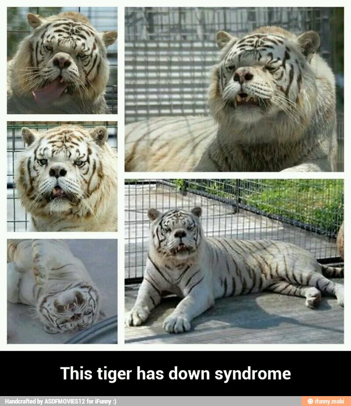 This tiger has down syndrome