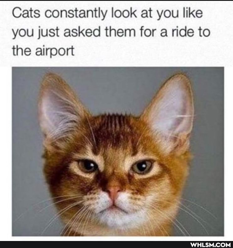 Cats constantly look at you like you just asked them for a ride to the airport