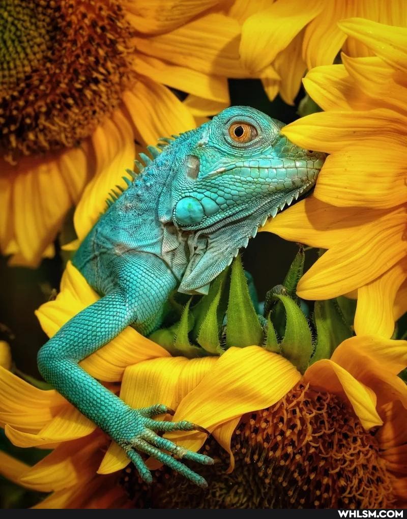 monkey, cute_animal, iguana