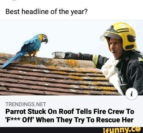 Best headline of the year? TRENDINGS.NET Parrot Stuck On Roof Tells ...