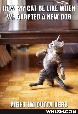CAT BE LIKE WHEN OPTED A NEW DOG