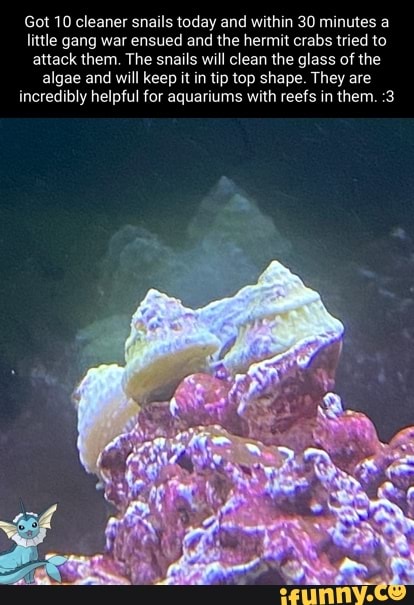  Algae  memes Best Collection of funny Algae  pictures on iFunny