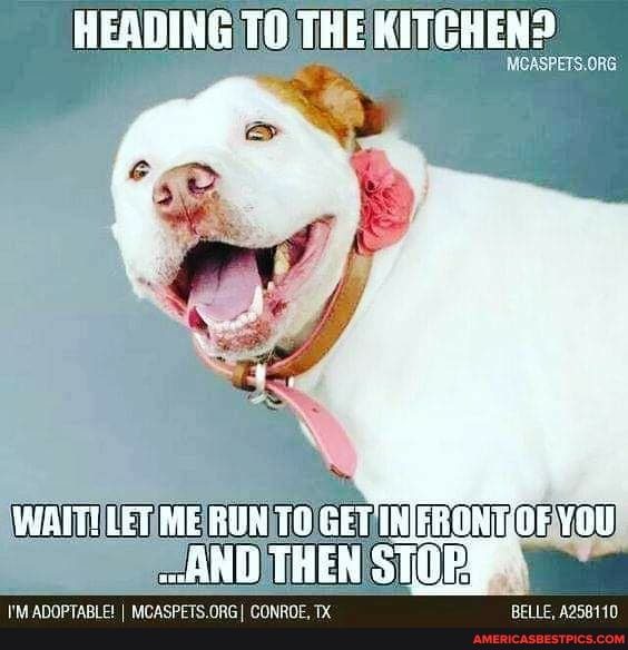 HEADING TO THE KITCHEN?
: peh
WAIT! LET ME RUN TO GET IN you
ABD THEN STORY
BELLE, A258110