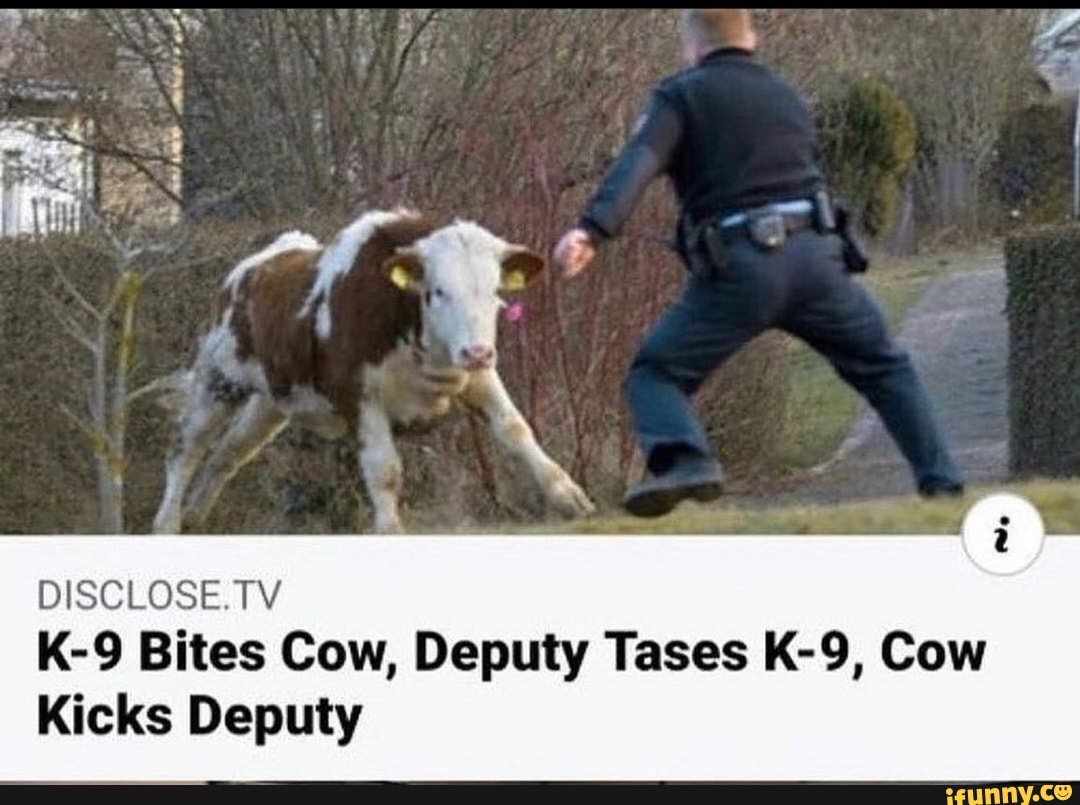 DISCLOSE.TV Bites Cow, Deputy Tases Cow
Kicks Deputy