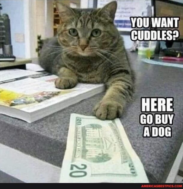 YOU WANT
CUDDLES?
HERE BUY
ADOG