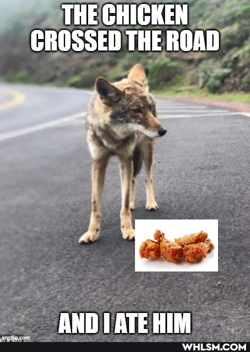 THE CHICKEN CROSSED THE ROAD
AND TATE HIN