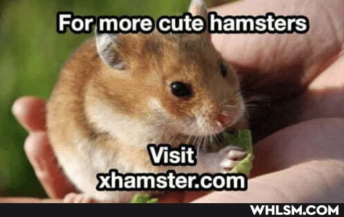 For more cute hamsters
Visit