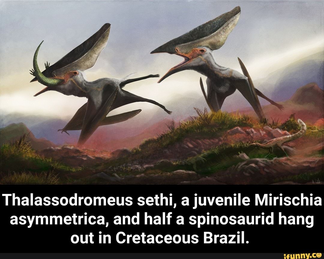 Thalassodromeus sethi, a juvenile Mirischia asymmetrica, and half a