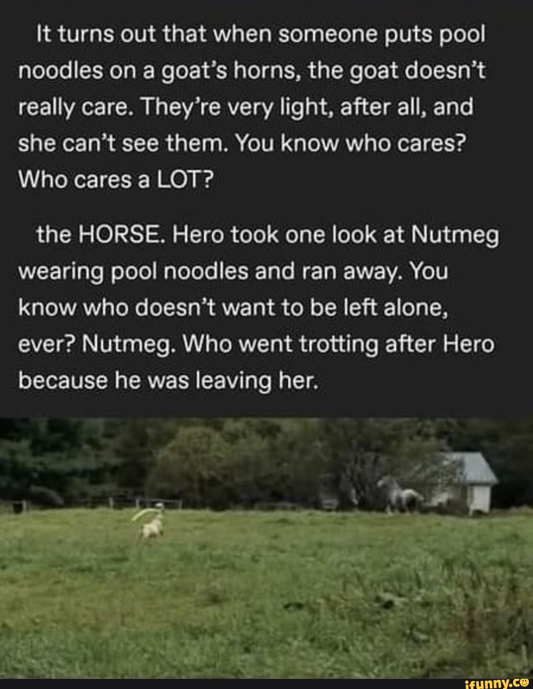 Farm Drama. It turns out that when someone puts pool noodles on a