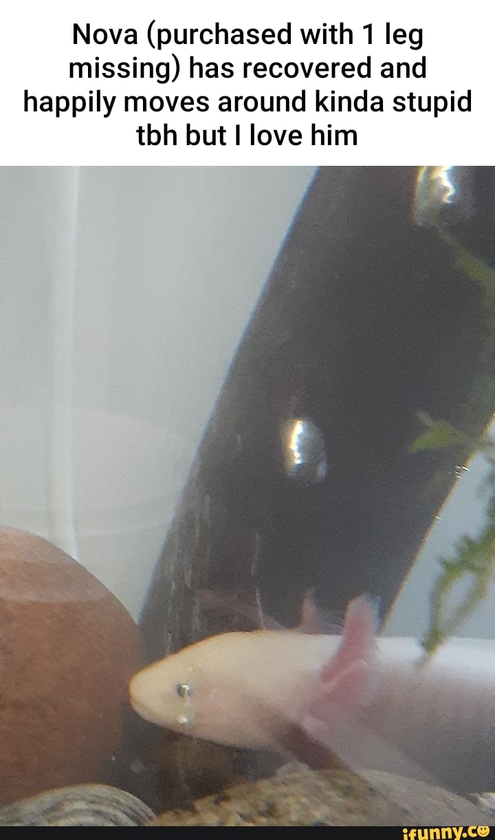 Nova (purchased with 1 leg missing) has recovered and happily moves around kinda stupid tbh but love him