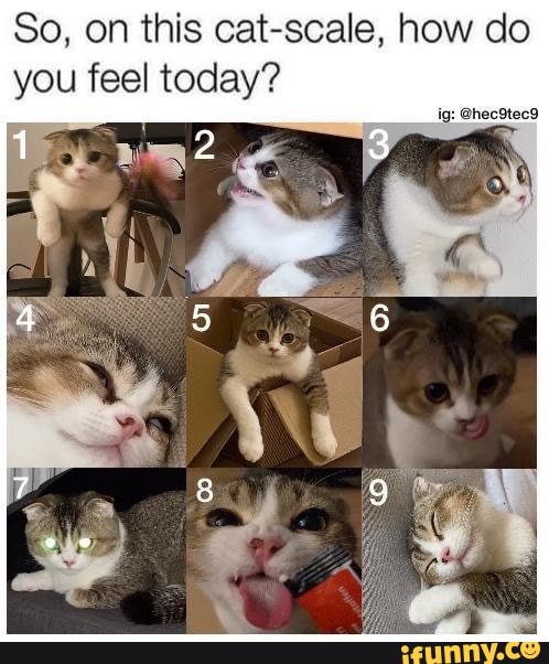 So On This Cat Scale How Do Ig You Fe Feel Today Ifunny