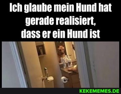 Ich glaube mein Hund hat gerade realisiert, dass er ein Hund ist