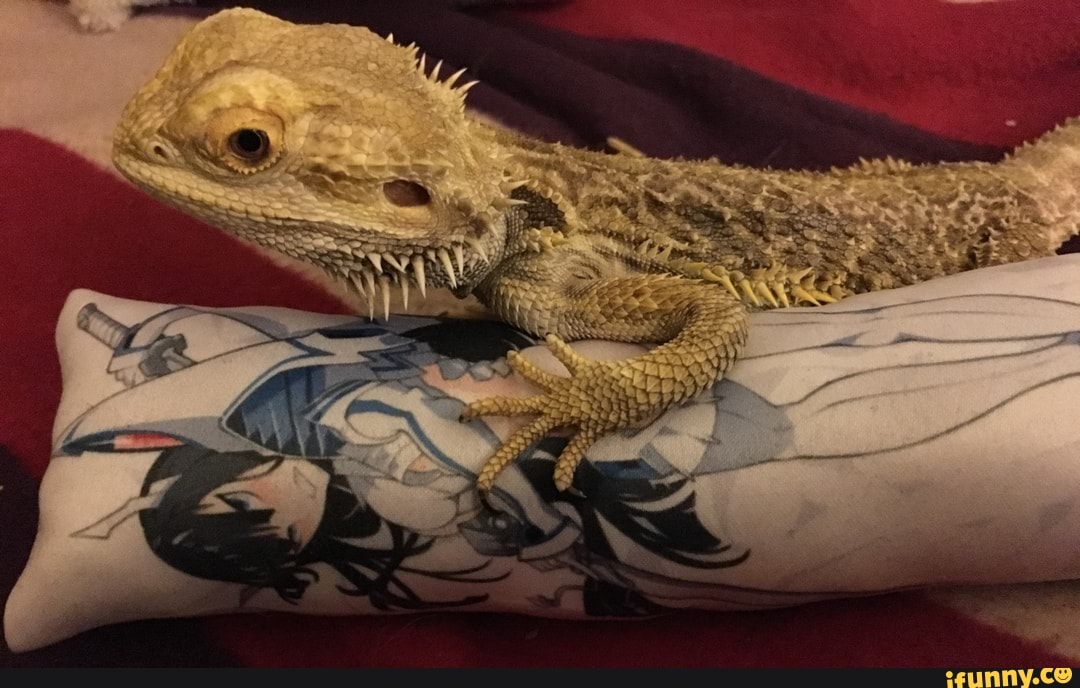 beardeddragon, imsolonely, loss