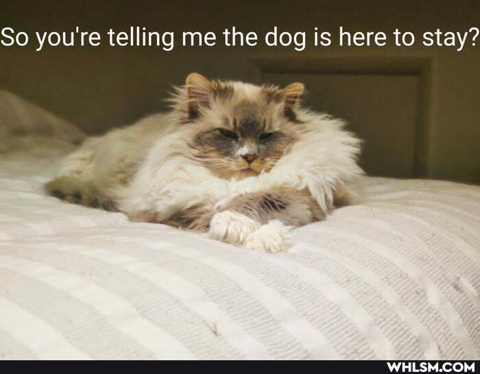 So you're telling me the dog is here to stay?